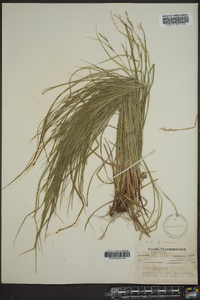 Carex virescens image