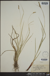 Carex virescens image