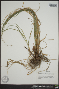 Carex virescens image