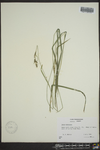 Carex virescens image