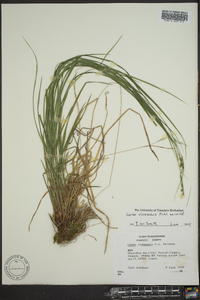 Carex virescens image