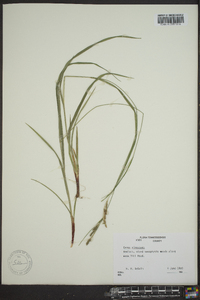 Carex virescens image