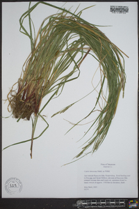 Carex virescens image