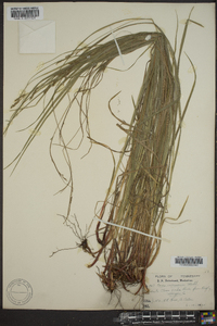 Carex virescens image