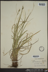 Carex virescens image