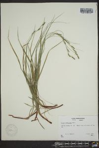 Carex virescens image