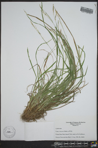 Carex virescens image