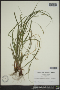 Carex virescens image