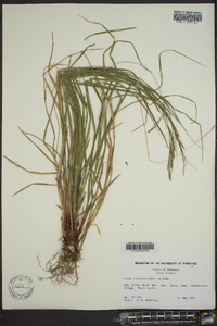 Carex virescens image