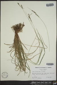 Carex virescens image