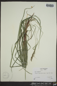 Carex virescens image