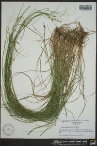 Carex virescens image