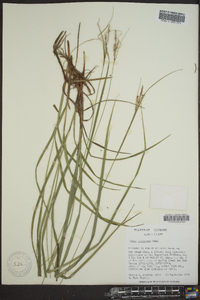 Carex virescens image