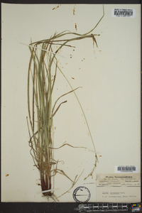 Carex virescens image