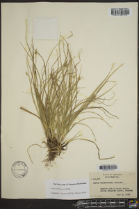 Carex willdenowii image