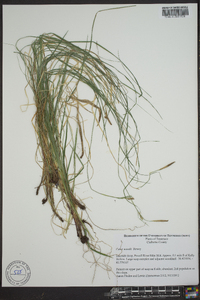 Carex willdenowii image