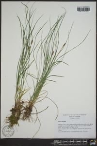 Carex willdenowii image