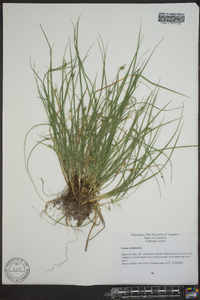 Carex willdenowii image