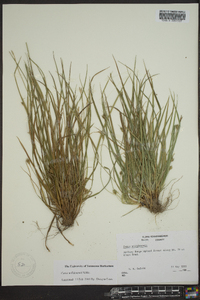 Carex willdenowii image