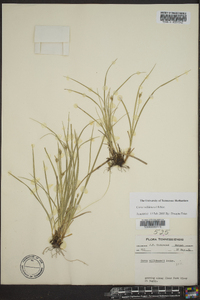 Carex willdenowii image