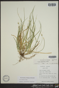 Carex willdenowii image