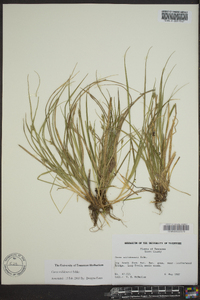 Carex willdenowii image