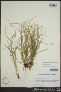 Carex willdenowii image