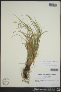 Carex willdenowii image