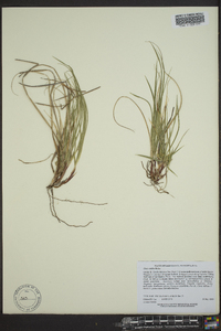 Carex abdita image