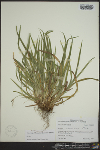 Carex abscondita image