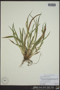 Carex abscondita image