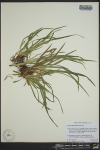 Carex abscondita image