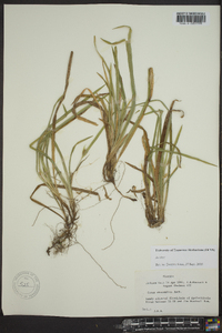 Carex abscondita image