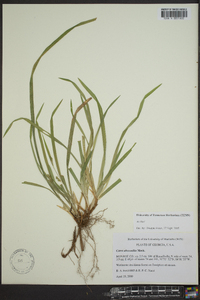 Carex abscondita image