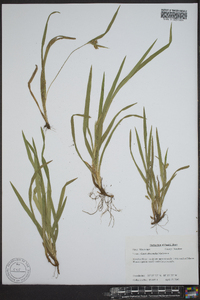 Carex abscondita image