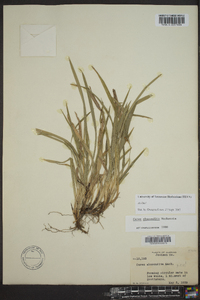 Carex abscondita image