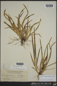 Carex abscondita image