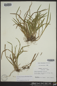 Carex abscondita image