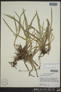 Carex abscondita image