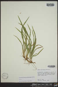 Carex abscondita image