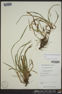 Carex abscondita image