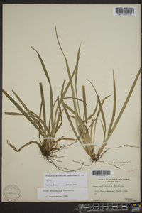 Carex abscondita image