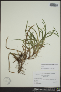 Carex abscondita image