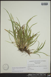 Carex abscondita image