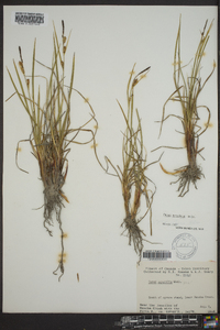 Image of Carex accedens