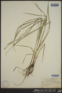 Carex aestivalis image