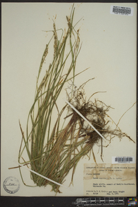 Carex aestivalis image