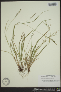 Carex aestivalis image