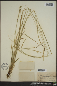 Carex aestivalis image