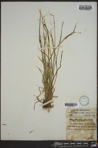 Carex aestivalis image